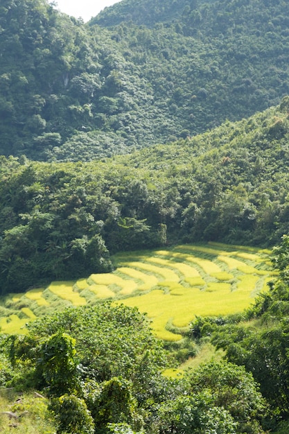 Azienda agricola di riso sulla montagna