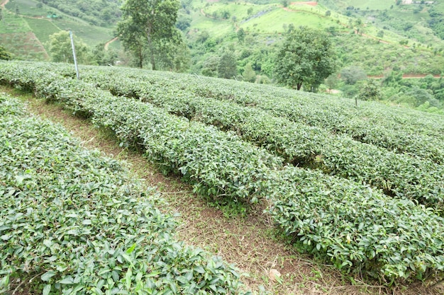 Azienda agricola di tè