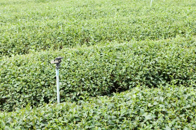 Azienda agricola di tè