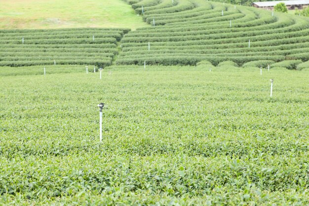 Azienda agricola di tè