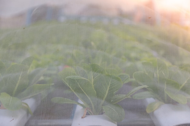 Azienda agricola idroponica di coltivazione biologica