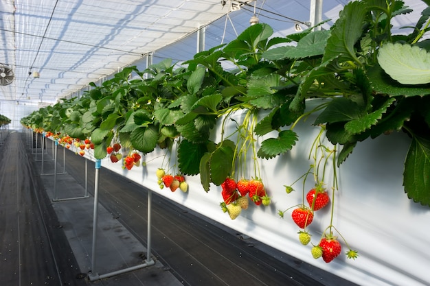 Azienda agricola pensile della fragola in Yuzawa, Giappone.