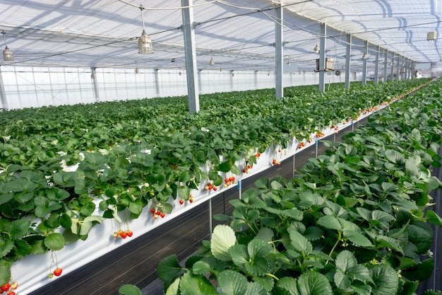 Azienda agricola pensile della fragola in Yuzawa, Giappone.