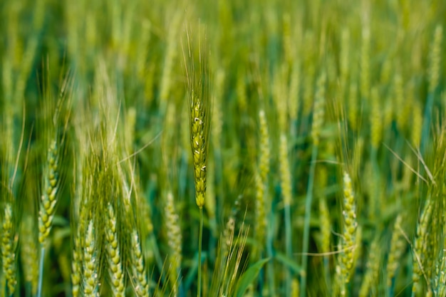 Azienda agricola verde del grano in India