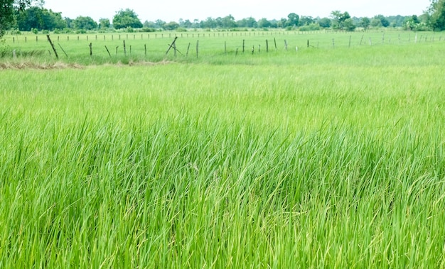 Azienda agricola verde del riso nella priorità bassa rurale