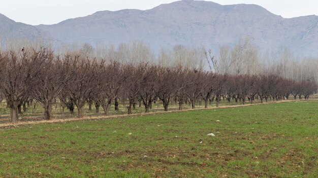 Azienda frutticola di albicocche in periodo di dormienza