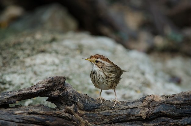 Babbler dalla gola gonfia in foresta tropicale