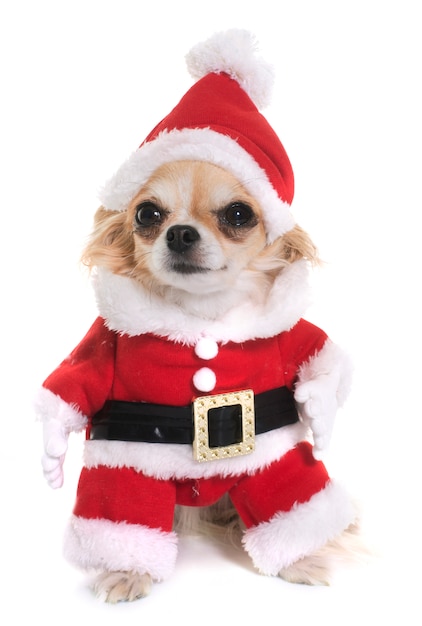 Babbo Natale chihuahua