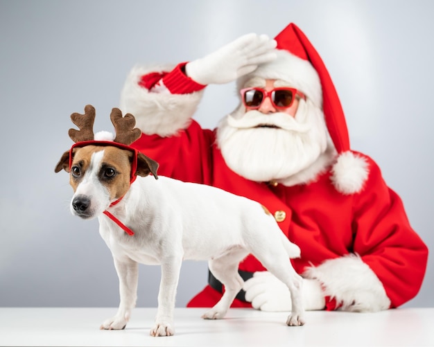 Babbo Natale e Santa Claus aiutante in occhiali da sole su uno sfondo bianco jack russell terrier cane in un