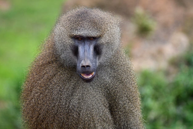 babbuini della Guinea in ambiente naturale