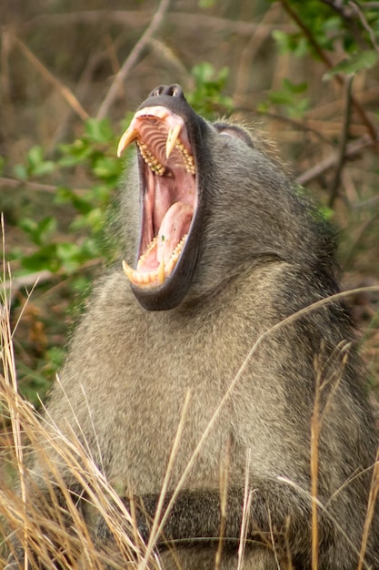 Babbuino africano che sbadiglia