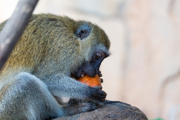 Babbuino che mangia frutta in natura