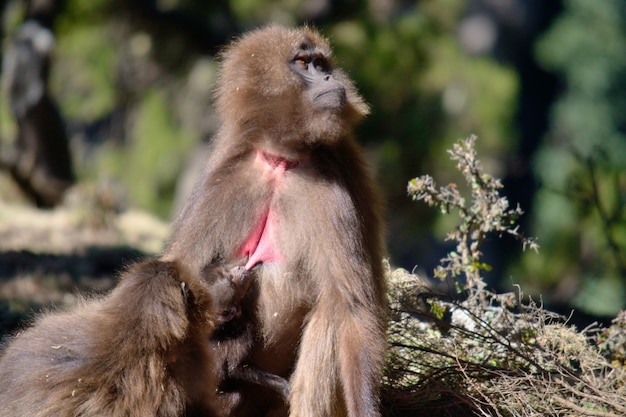 Babbuino Gelada madre che allatta il suo bambino, montagne dell'Etiopia Simien