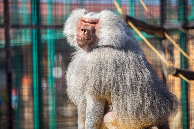 Babbuino in uno zoo un giorno soleggiato