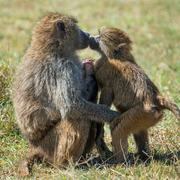 Babbuino nel parco nazionale del Kenya, Africa