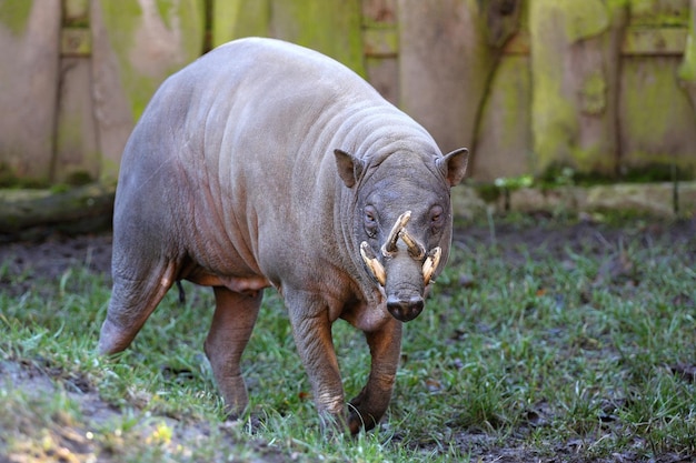 Babirusa Babyrousa babyrussa