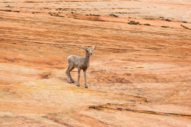 Baby Bighorn Lamb su Desert Rock