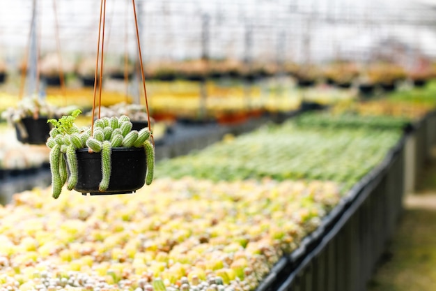 Baby cactus al vivaio di piantine