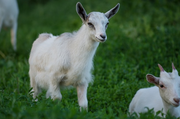 Baby capre capretto stand in erba estiva, adorabili capre bambino