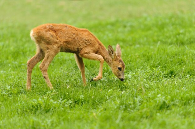 Baby cervo in erba