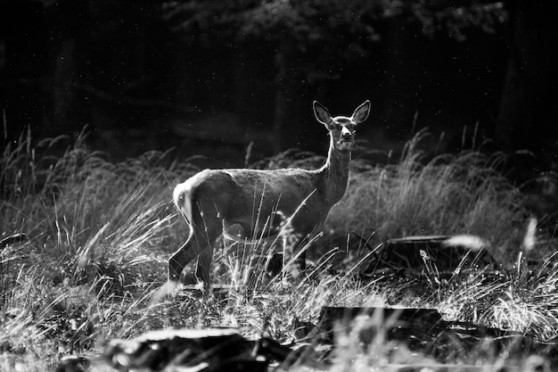 Baby cervo nella foresta in bianco e nero