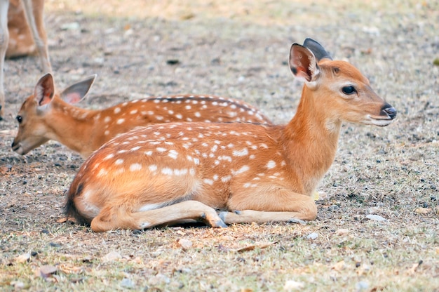 Baby cervo Sika