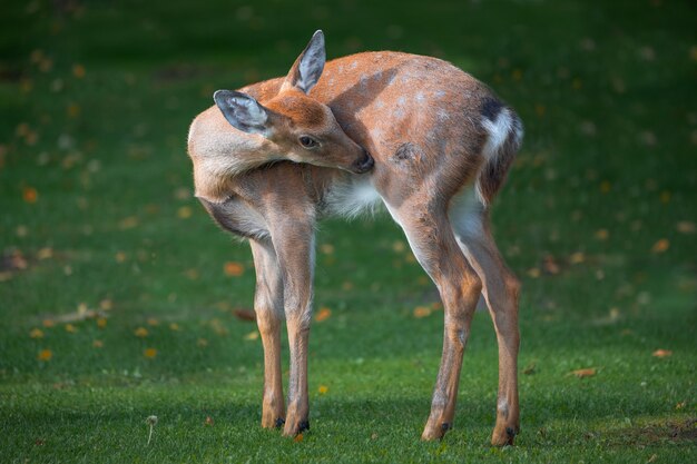 Baby cervo su erba verde