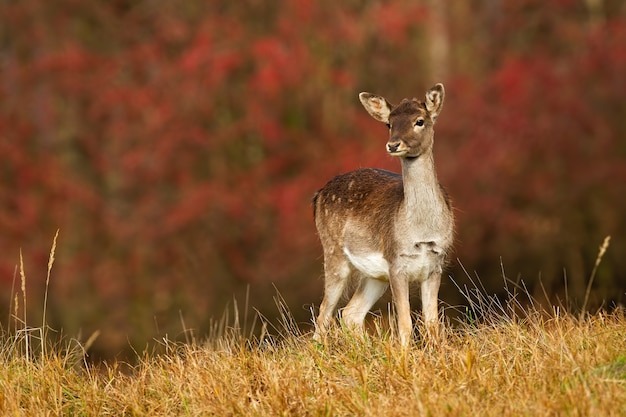 baby cervo sul prato in autunno