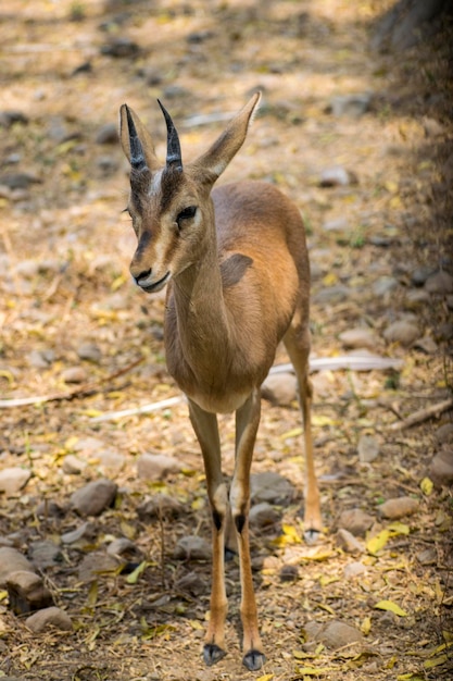 Baby Deer in piedi sull'erba del cortile