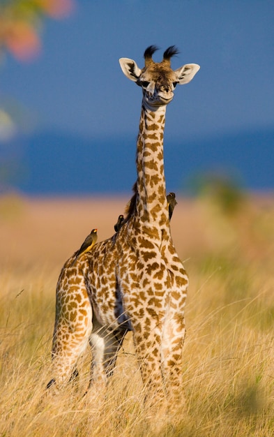 Baby giraffa nella savana.