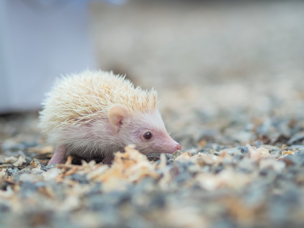 Baby hedgehog cerca cibo