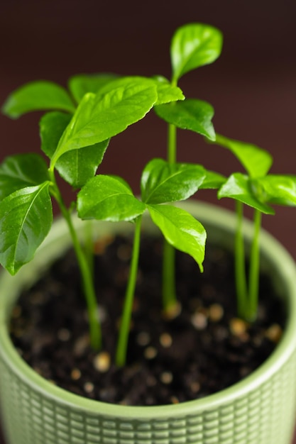 Baby limone lime arancia pianta di agrumi in vaso verde su sfondo scuro Messa a fuoco selettiva Primo piano