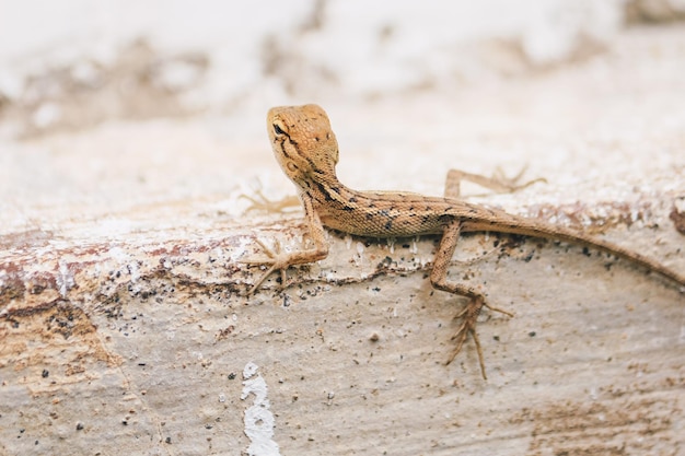 Baby Oriental Garden Lizard Calotes versicolor sulle foglie ampiamente diffuso nei paesi asiatici camouflage lucertole da giardino Close up camaleonte dettagli