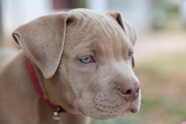 Baby pitbull cerca qualcuno con cui giocare, su sfondo sfocato