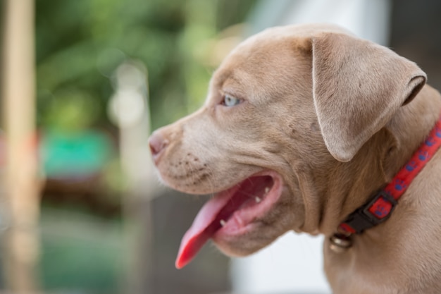 Baby pitbull sorride e cerca qualcuno che giochi sfocatura dello sfondo