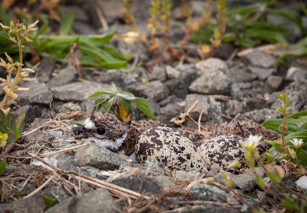 Baby pulcino Killdeer nel nido con le uova