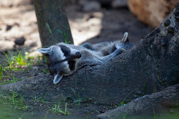 Baby Raccoon dorme dolcemente vicino a un albero caduto