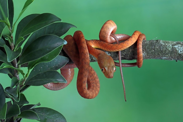 Baby Red serpente boiga sul primo piano animale dell'albero sul ramo