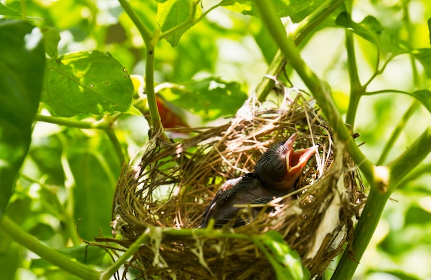 Baby Robins in un nido