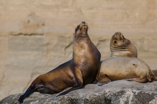 Baby South American Sea Lion Peninsula Valdes Provincia di Chubut Patagonia Argentina