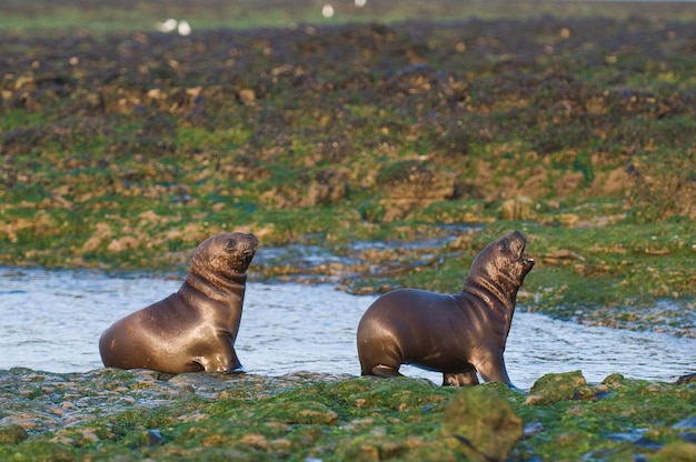 Baby South American Sea Lion Peninsula Valdes Provincia di Chubut Patagonia Argentina