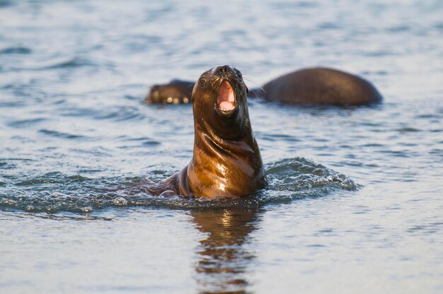 Baby South American Sea Lion Peninsula Valdes Provincia di Chubut Patagonia Argentina