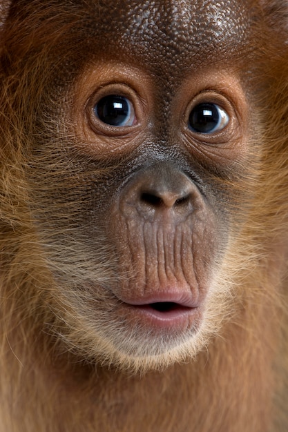 Baby Sumatran Orangutan, in piedi