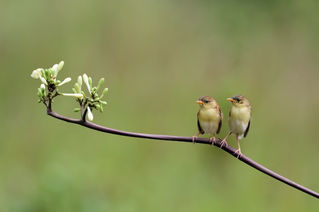 Baby Zitting Cisticola uccellino in attesa di cibo da sua madre