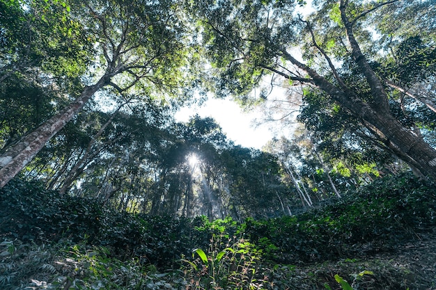 Bacca di caffè maturazione su albero, caffè Arabica rosso maturo sotto la sagoma dell'albero nella foresta