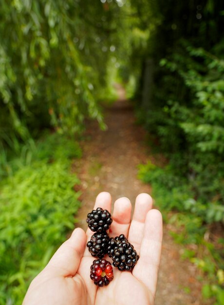 Bacca di more che giace della tua mano contro alberi verdi nei Paesi Bassi