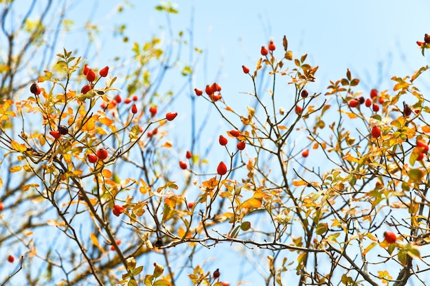 Bacca di radica e cielo azzurro in autunno