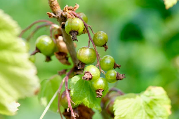 Bacca di ribes nero verde su un primo piano del cespuglio Fuoco selettivo