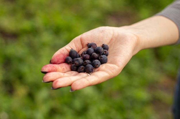 Bacca ombreggiata blu nella mano femminile durante il raccolto