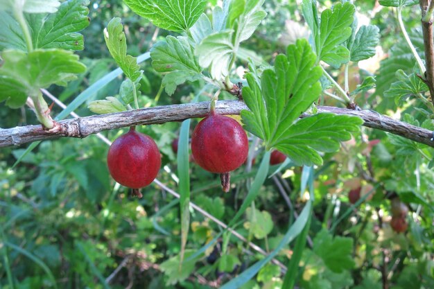 Bacca rossa matura del giardino dell'uva spina